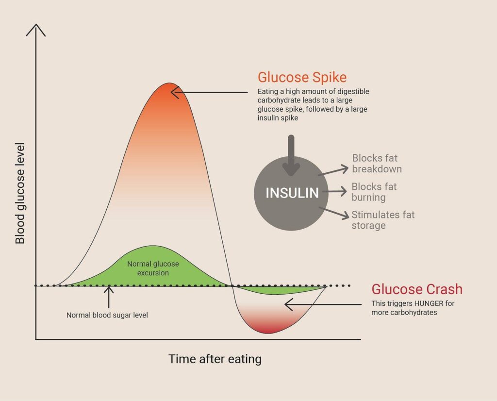 A line graph illustrating a sharp glucose spike and subsequent crash after eating high amounts of digestible carbohydrates, contrasting it with a normal glucose excursion curve.